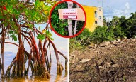 Destruyen 500 m² de mangle rojo en Reserva Estatal de Dzilam, Yucatán