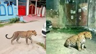 BJMC Student Detained For Spreading Fake Leopard Photo In Lucknow