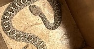 Green Valley 50-year-old recovering after bitten twice by rattlesnake