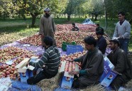 Apples aren’t Just Wasted; this is an Existential Threat to Kashmir’s Horticulture Industry