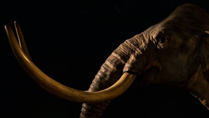 A Previously Unknown Lineage Of Columbian Mammoth Has Been Identified In Mexico