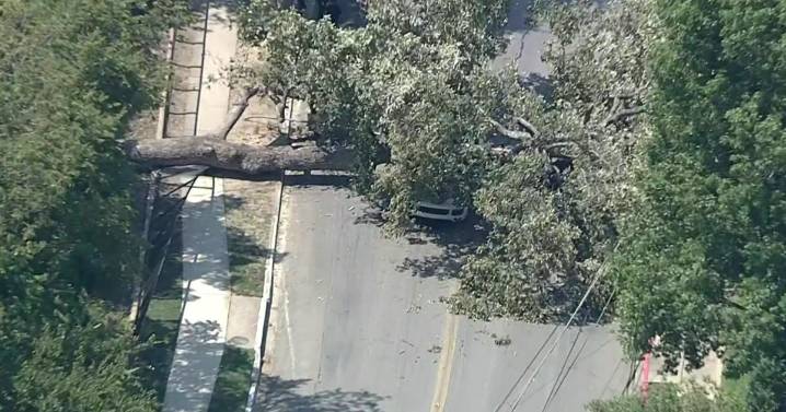 $1 million+ lawsuit filed after tree crushes SUV in East Dallas, paralyzing young mother