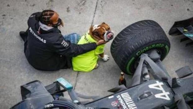 Falleció Roscoe, el perro que acompañó a Lewis Hamilton durante toda su carrera