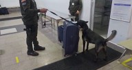 Lo sorprenden con 6 kilos de cocaína en una maleta en Aeropuerto de Cartagena
