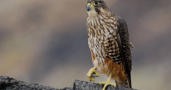 A raptor with no qualms about eating its opponents wins New Zealand's annual bird election |
