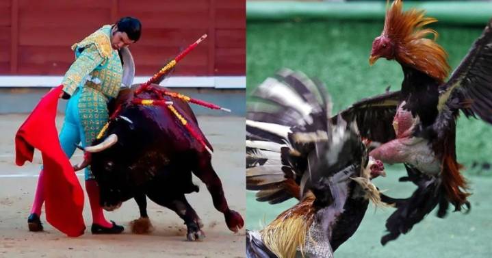 Corte Constitucional prohíbe corridas de toros, peleas de gallos y corralejas en Colombia