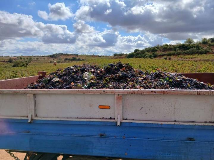 La Unió alerta d’una crisi històrica en la verema valenciana per preus ruïnosos