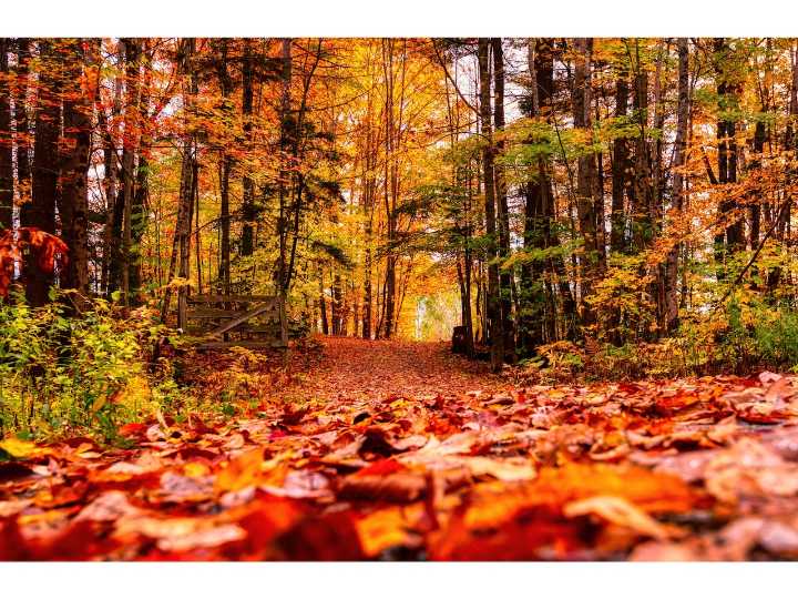 Dear Annie: Words for the fall