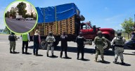 Golpe a la tala ilegal, Profepa detiene a talamontes con cargamento
