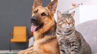 NBC’s Clear The Shelters drives 160K adoptions, $628K in donations in 2025
