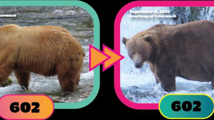 Fat Bear Week 2025 is the distraction everybody needs