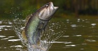 Results from Greenbush Bass Tournament Series 