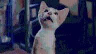 Indie Film Box Office: ‘CatVideoFest 2025’, ‘Dead Of Winter’, ‘Eleanor The Great’