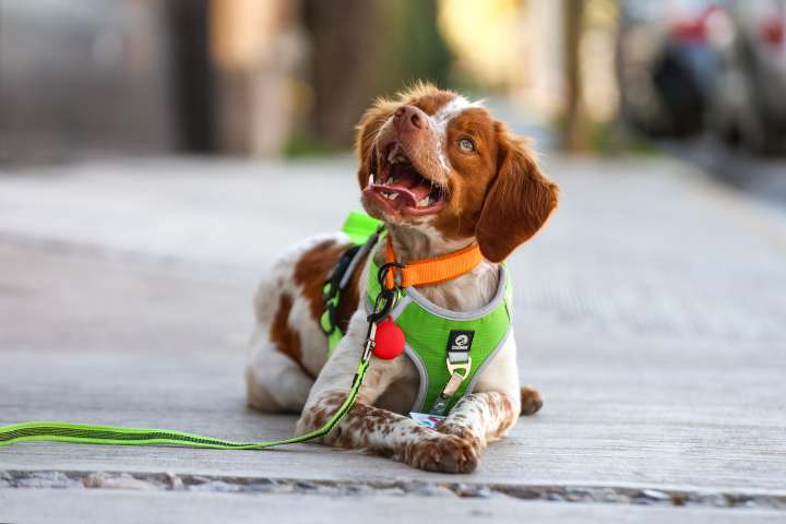 'Manchas', el primer perro buscafugas de agua en México