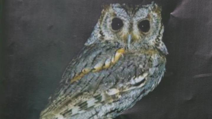 54 owls fall from the sky across the Phoenix area. Why?