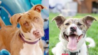 Meet the North Jersey adoptable pets of the week: Chickie and Sheba