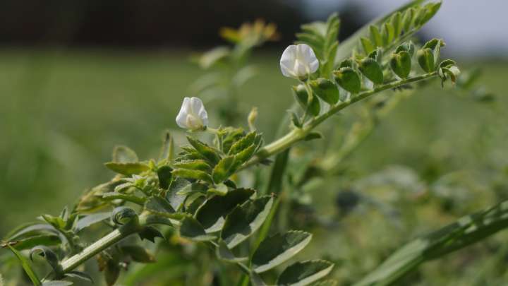 How To Naturally Improve Your Garden's Soil With Nitrogen