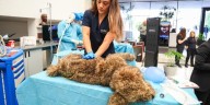 UAG abre la licenciatura en Medicina Veterinaria y Zootecnia
