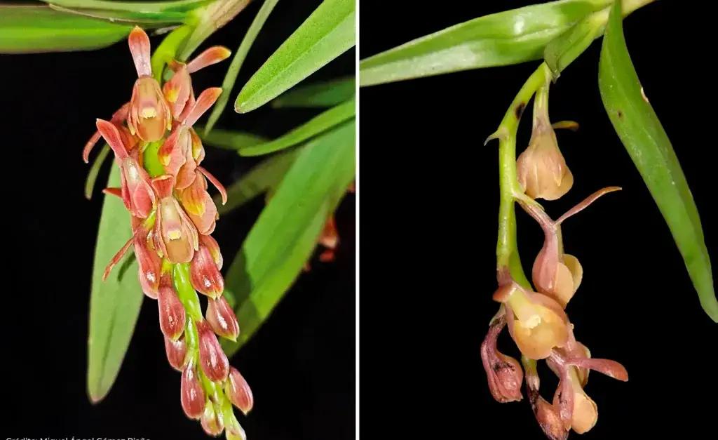 Colombia suma una joya botánica: descubren en la Sierra Nevada nueva especie de orquídea