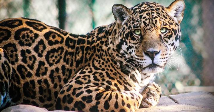Free Chattanooga Zoo admission for senior citizens on Wednesday