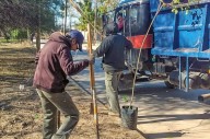 La ciudad se viste de verde: continúa el plan de arbolado con 2.300 nuevos árboles
