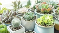 5 errores que podrían matar a tus suculentas en verano