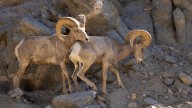 Going to Palm Springs? Watch out for Bighorn Sheep