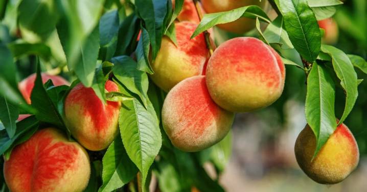 El récord del que vienen las frutas de carozo de Río Negro y Neuquén, con una protagonista indiscutida