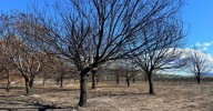 Los fuegos afectaron a buena parte de la cosecha de castaña en la provincia de Ourense