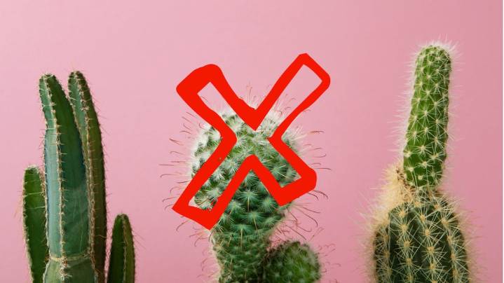 Ni cactus ni bambú: las 5 plantas que atraen energía negativa, según el Feng Shui