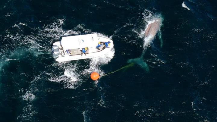 SeaWorld rescuers battle rough seas to free entangled humpback whale