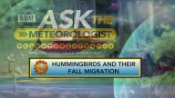 Ask the Meteorologist: When should we take hummingbird feeders inside?