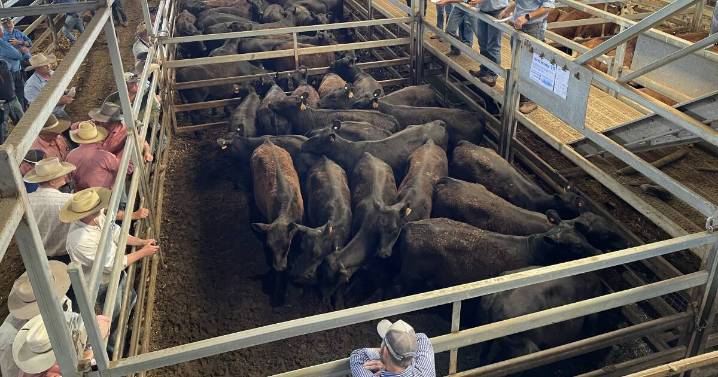 Cattle demand surges at CTLX, Carcoar, store cattle sale