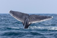 Presentan 250.000 firmas para que la UE reduzca velocidad de barcos y proteja a ballenas