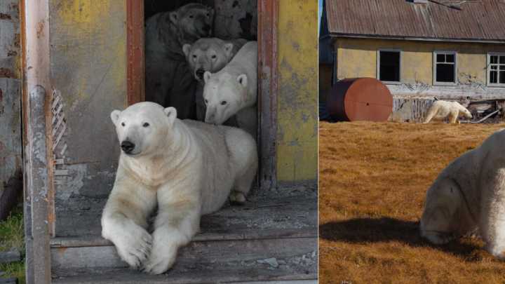 Video | Un grupo de osos polares viven en una instalación soviética abandonada: el momento enterneció las redes