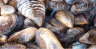 El mejillón invasor que llegó a Estados Unidos y está en el top ten de las especies exóticas más peligrosas