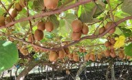 El oasis bonaerense de kiwis que se esconde muy cerca de la Capital
