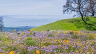 The California Park Where You Can See Fields Of Stunning Wildflowers