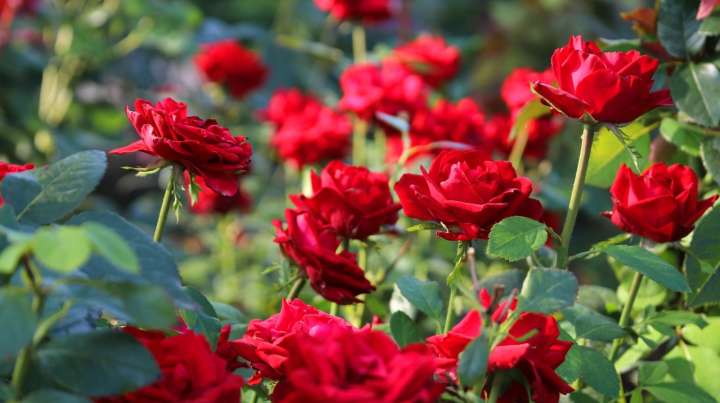The Epsom Salt Planting Hack That Can Lead To A More Productive Rose Plant