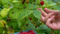 Growing and learning in the raspberry patch
