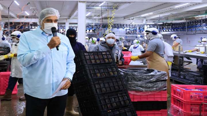 Producción avícola en el estado Miranda sobrepasa los 90 mil pollos por día
