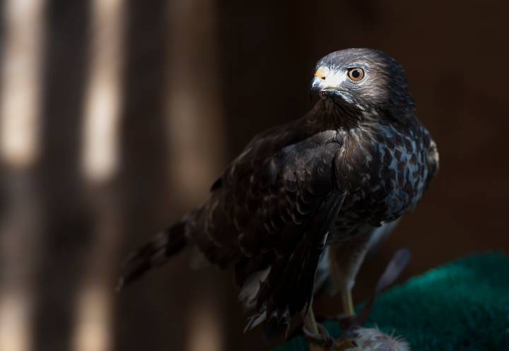 Broad-winged hawks migration 2025: Where to see these raptors in September
