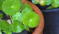 Qué es la centella asiática y para qué sirve