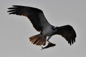Kokanee fishing for both birds and humans is still good