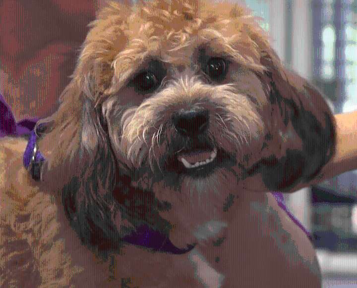 Rusty, the Doodle-mix would make a great family dog