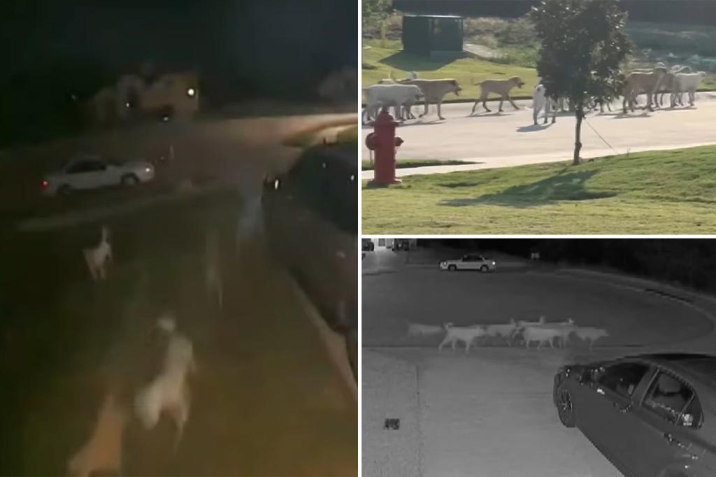 Roaming pack of wild dogs -- as many as 40 -- terrorizes Texas city: 'I don't want my children to be that dog food'