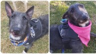 Se busca a Tayron, perrito  visto por última vez cerca a la Universidad Nacional