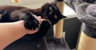 Claws out: Ohio lawmakers move to ban cat declawing