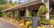 A Guide to Fall Squash (and the Best Ways to Cook Each One)