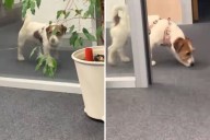 Owner Takes Dog to Office, How She Acts Leaves Internet in Stitches